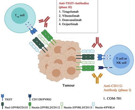 tigit nsclc.